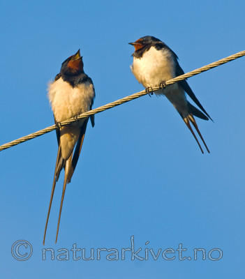 BB 07 0156 / Hirundo rustica / Låvesvale